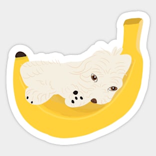 Cute Banana Maltipoo Sticker